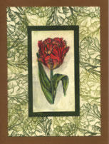 another variation of card making using the tulip rubber stamp
